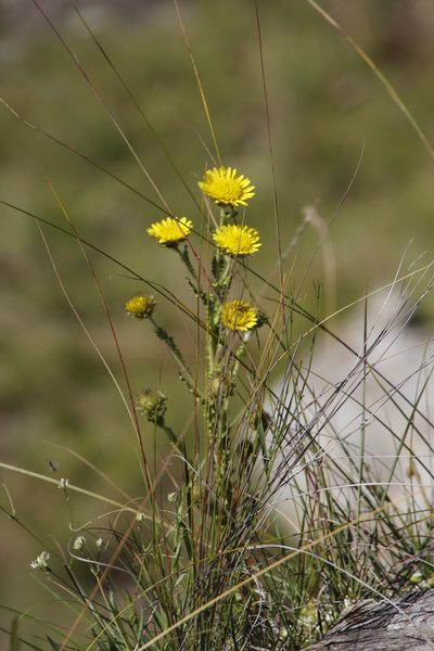 Berkheya multijuga, photographed by Tony Rebelo