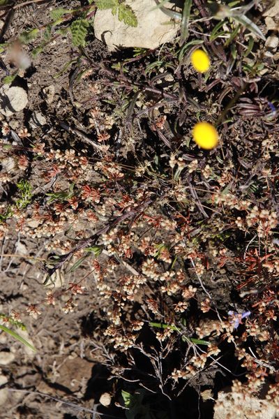 Psammotropha mucronata, photographed by Tony Rebelo