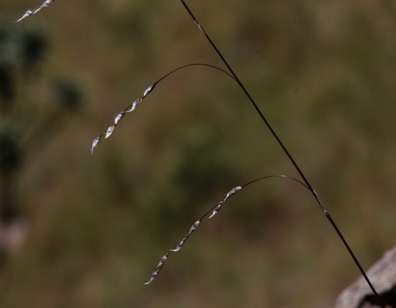 Dierama reynoldsii, photographed by Tony Rebelo