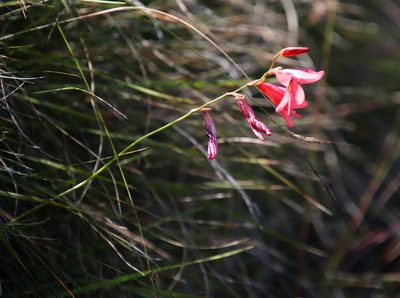 Tritonia drakensbergensis, photographed by Tony Rebelo