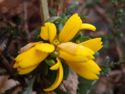 Lepidophorum repandum, photographed by Carminda Santos
