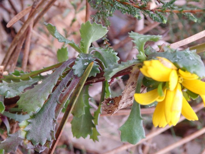 Lepidophorum repandum, photographed by Carminda Santos
