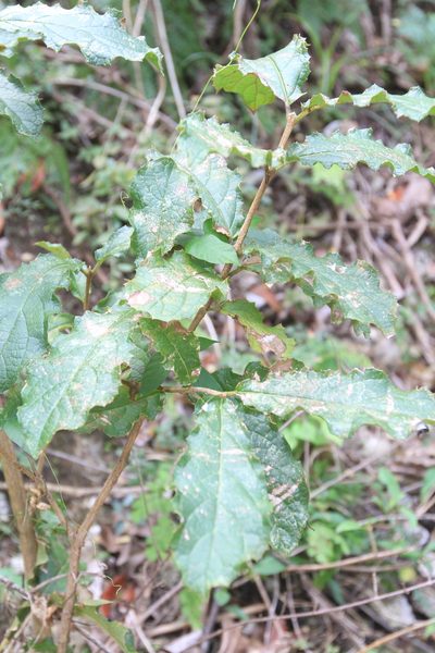 Ovieda spinosa, photographed by Brian Oakes Haiti Hunter