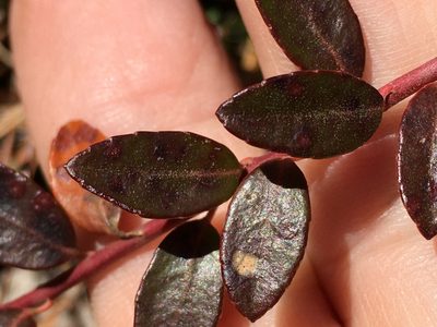 Vaccinium crassifolium, photographed by Becky Dill