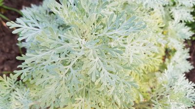 Artemisia thuscula, photographed by Georg E