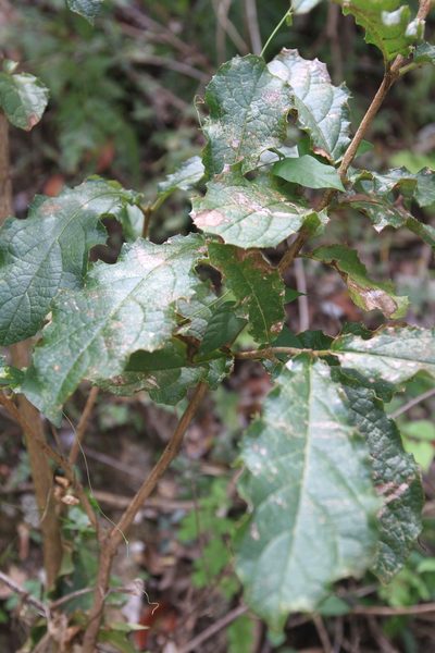 Ovieda spinosa, photographed by Brian Oakes Haiti Hunter