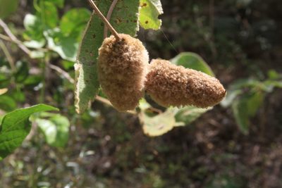 Helicteres jamaicensis, photographed by Brian Oakes Haiti Hunter