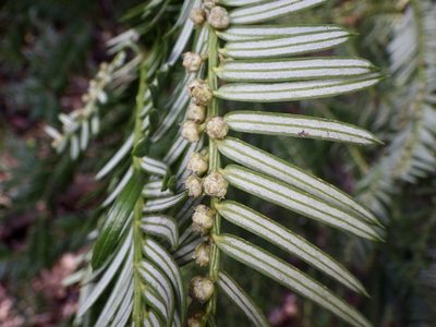 Cephalotaxus harringtonii, photographed by りなべる