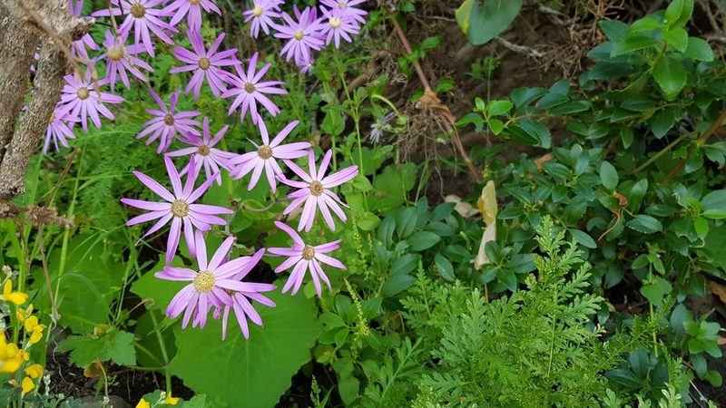 Pericallis tussilaginis, photographed by Georg E