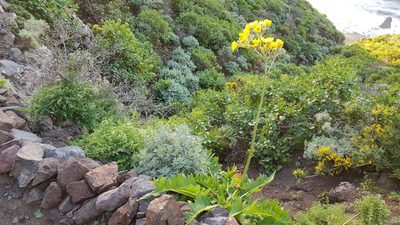 Sonchus acaulis, photographed by Georg E