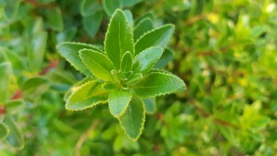 Rubia fruticosa, photographed by Georg E