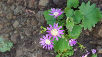 Pericallis tussilaginis, photographed by Georg E