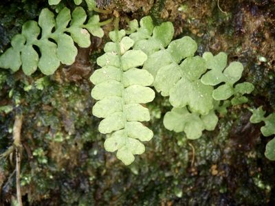 Spicantopsis niponica, photographed by りなべる
