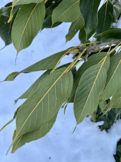 Quercus acuta, photographed by りなべる