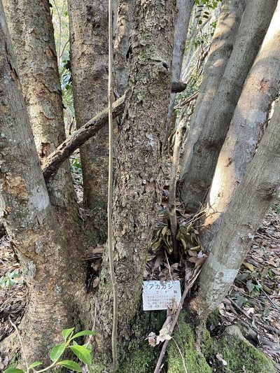 Quercus acuta, photographed by りなべる