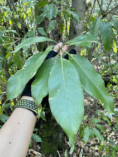 Quercus acuta, photographed by りなべる