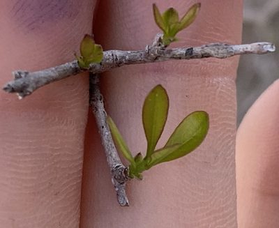 Forestiera segregata, photographed by natalie