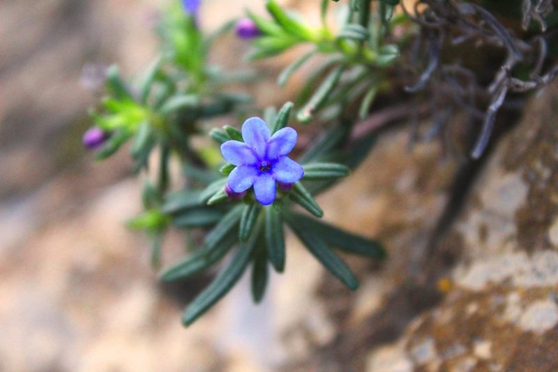 Glandora rosmarinifolia, photographed by Dyhia YOUSFI