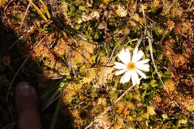 Celmisia glandulosa, photographed by Kathy Warburton