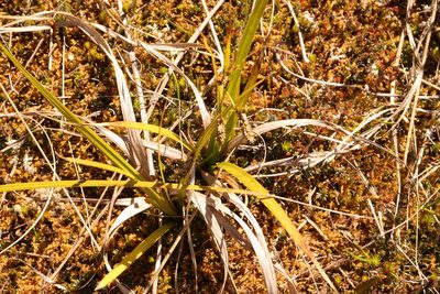 Carex coriacea, photographed by Kathy Warburton