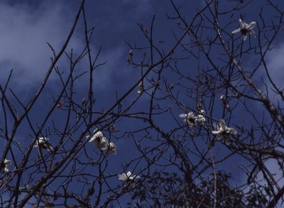 Magnolia campbellii, photographed by Peter L Achuff