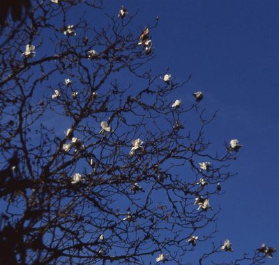 Magnolia campbellii, photographed by Peter L Achuff
