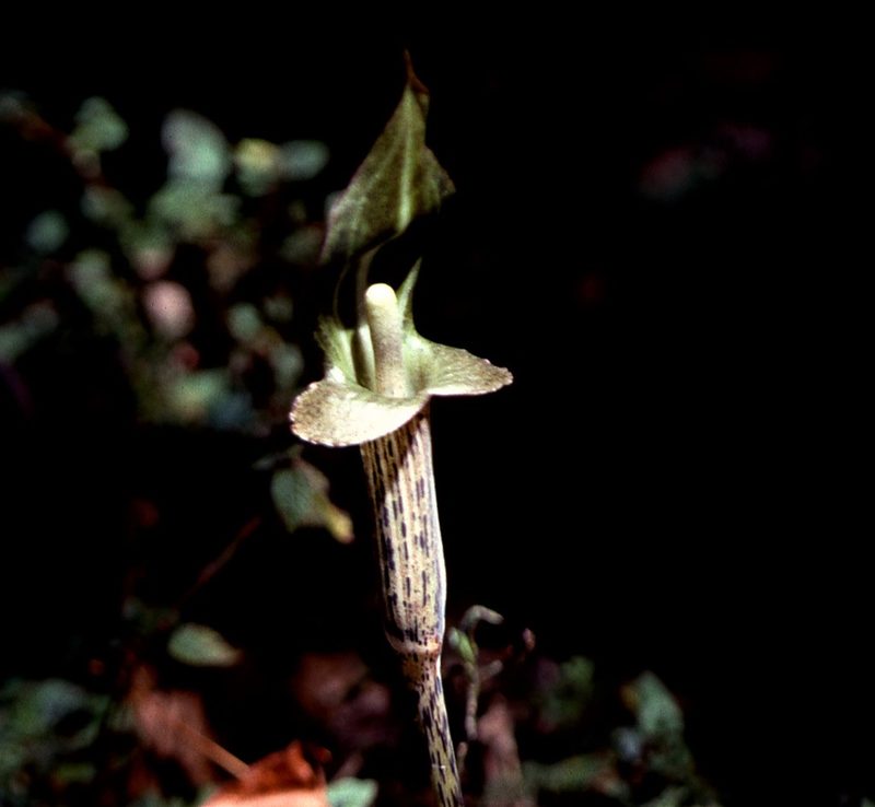 Arisaema nepenthoides, photographed by Peter L Achuff