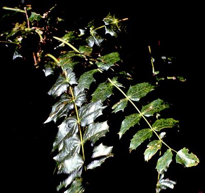 Berberis napaulensis, photographed by Peter L Achuff