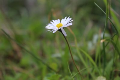 Bellis annua, photographed by Dyhia YOUSFI