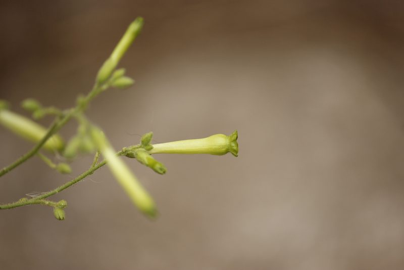 Nicotiana paniculata, photographed by Ruth Gutiérrez Oliveros