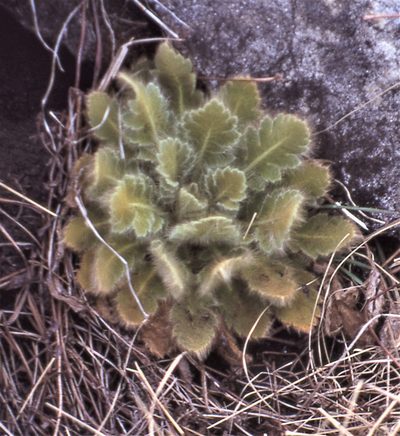 Meconopsis paniculata, photographed by Peter L Achuff
