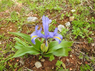 Iris planifolia, photographed by João Gonçalves