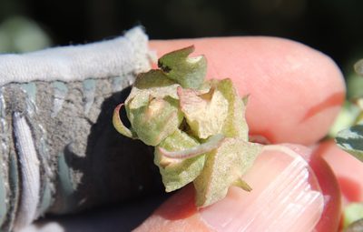 Atriplex lindleyi, photographed by Millie Basden