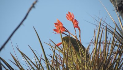 Guarianthe aurantiaca, photographed by maryury