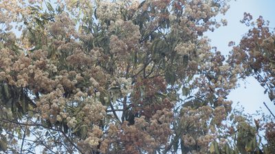 Cordia alliodora, photographed by maryury