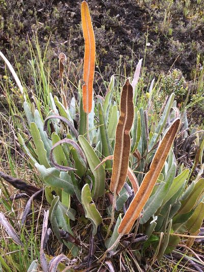 Elaphoglossum engelii, photographed by Andrew J. Crawford