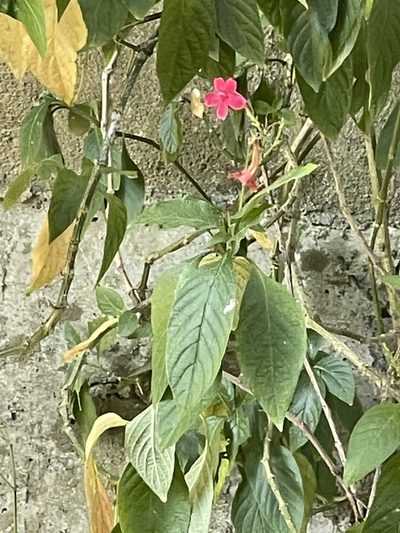 Ruellia elegans, photographed by Yj