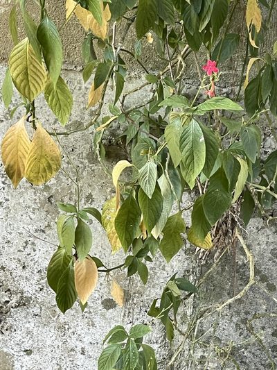 Ruellia elegans, photographed by Yj