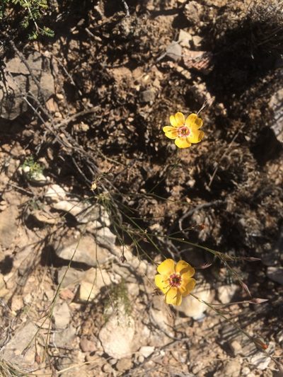 Linum vernale, photographed by Cecelia Alexander