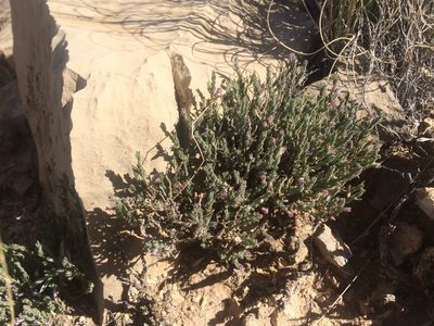 Hebecarpa macradenia, photographed by Cecelia Alexander