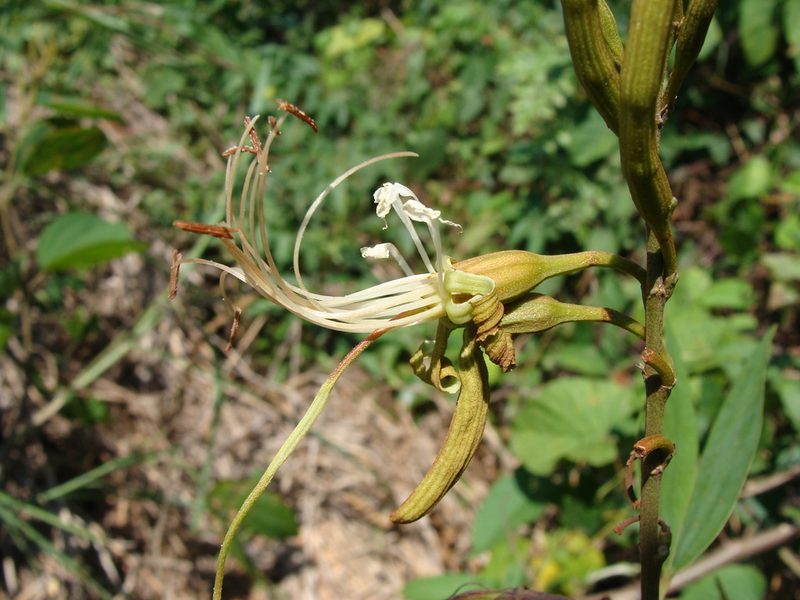 Bauhinia ungulata, photographed by Alexis López Hernández