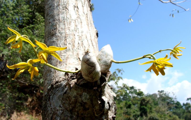 Mormodes lineata, photographed by Alexis López Hernández