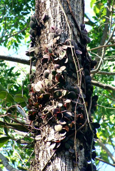 Meiracyllium trinasutum, photographed by Alexis López Hernández