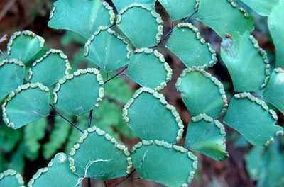 Adiantum amplum, photographed by Alexis López Hernández