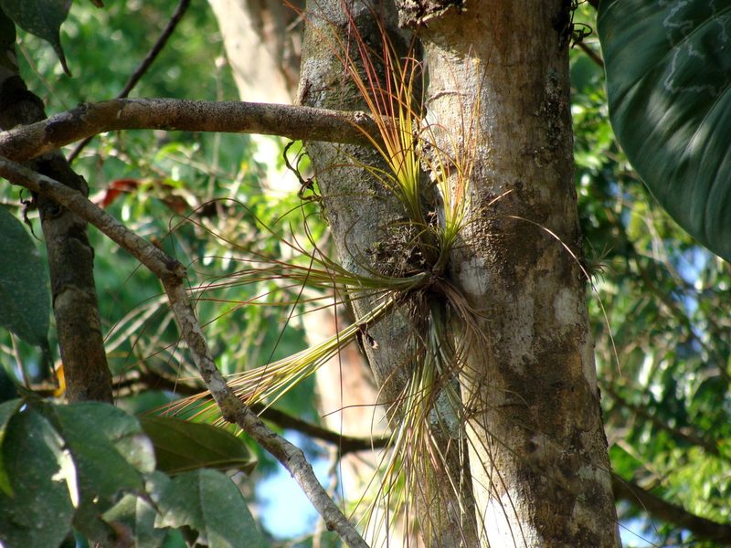 Tillandsia eistetteri, photographed by Alexis López Hernández