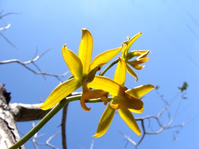 Mormodes lineata, photographed by Alexis López Hernández