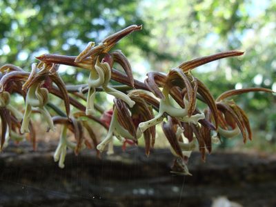 Mormodes lineata, photographed by Alexis López Hernández