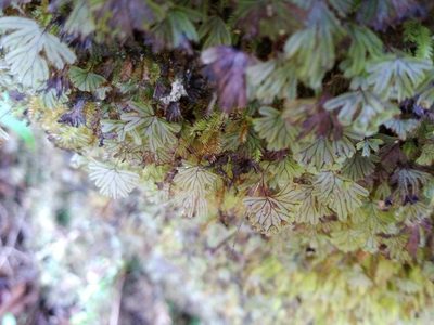 Hymenophyllum lyallii, photographed by Leon Perrie