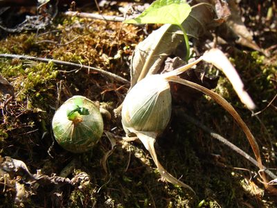 Mormodes lineata, photographed by Alexis López Hernández