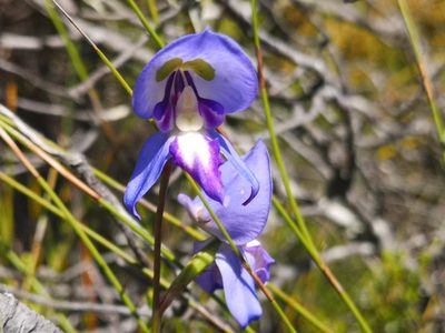 Disa graminifolia, photographed by leandra-k_89